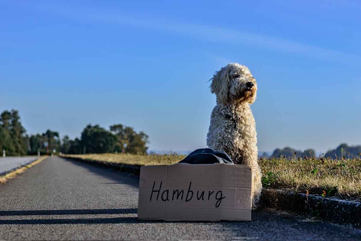 viajar con perro