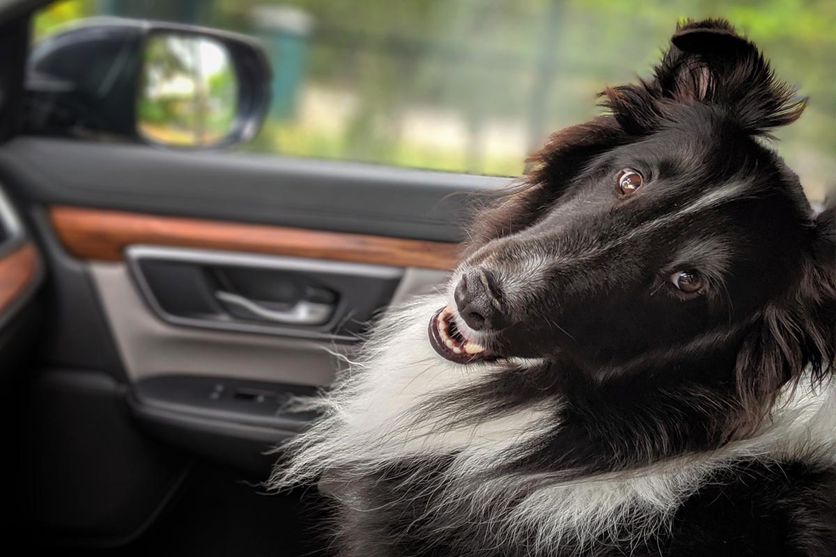 viajar con perro