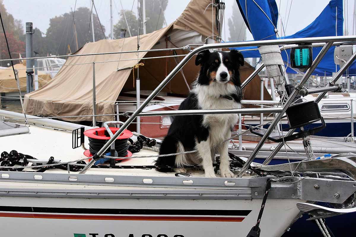 viajar con perro