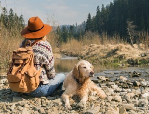 Consejos para viajar con perros sin imprevistos